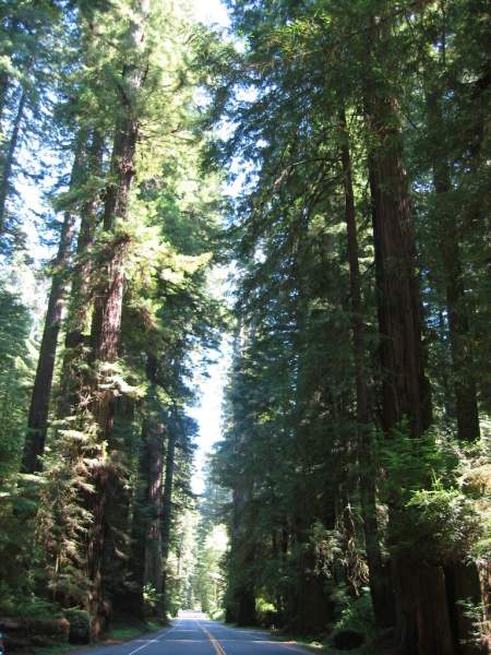 <i><b>291-Redwood NP</b></i>